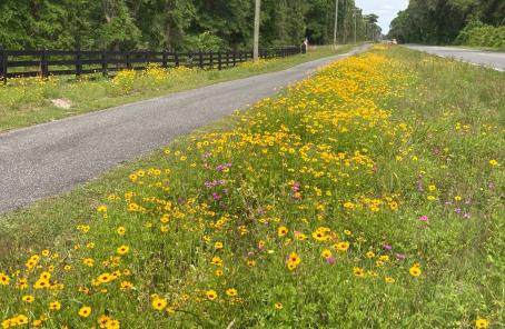 Wildflowers Trail