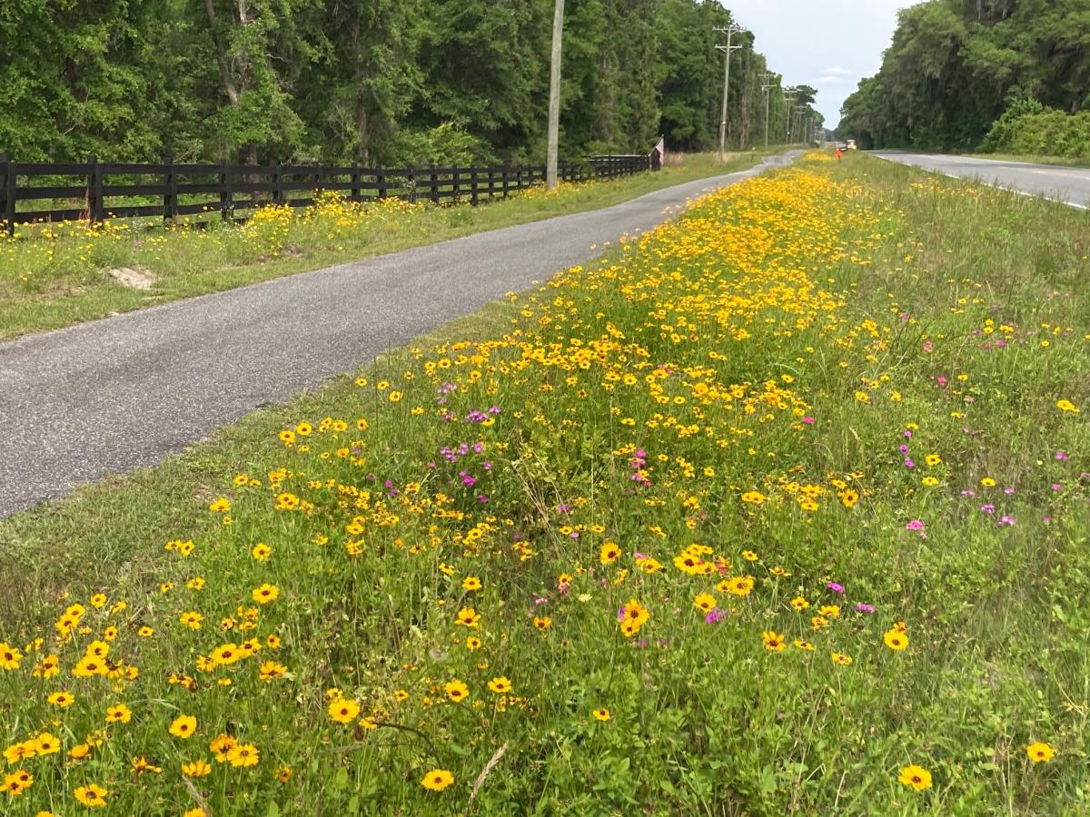 Wildflowers Trail